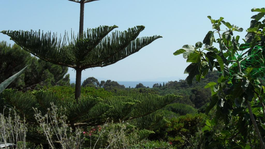 Apartment Carpe Diem Le Lavandou